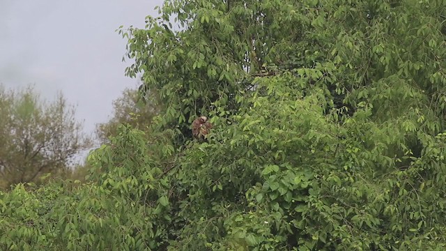 Western Marsh Harrier - ML266510771