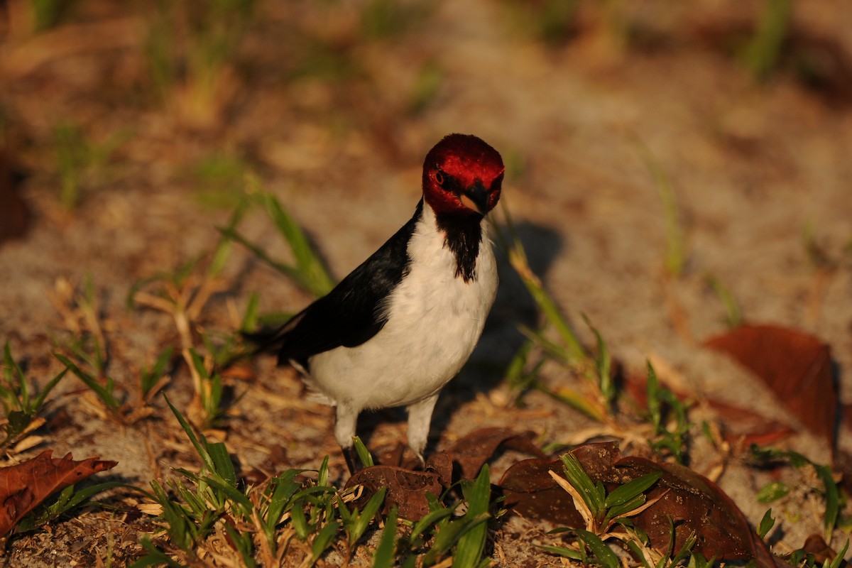 Red-capped Cardinal - ML266510911