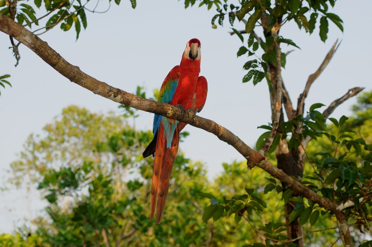 Red-and-green Macaw - ML266510941