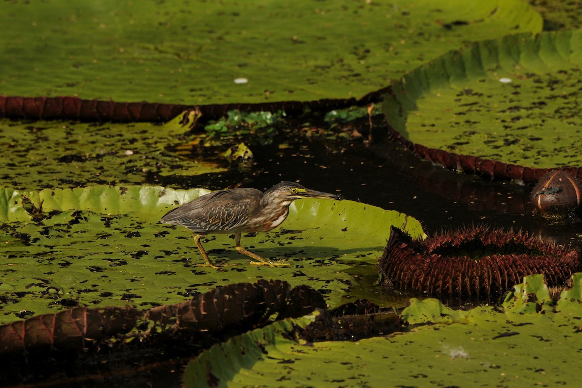 Striated Heron - Eric van Poppel