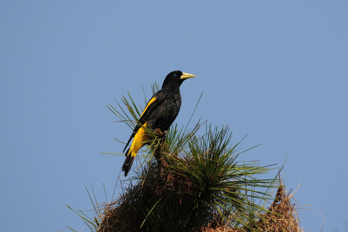 Yellow-rumped Cacique - ML266511201