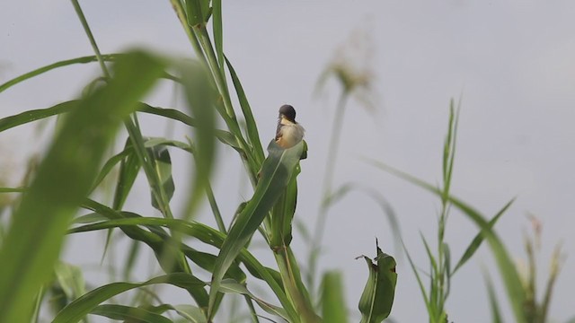 Prinia Cenicienta - ML266511221