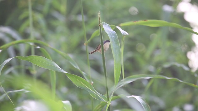 Prinia Cenicienta - ML266511381