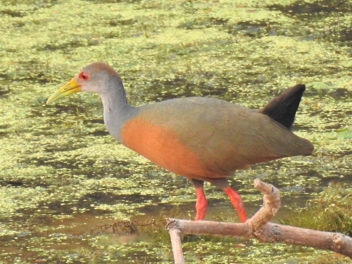 Gray-cowled Wood-Rail - ML266514091