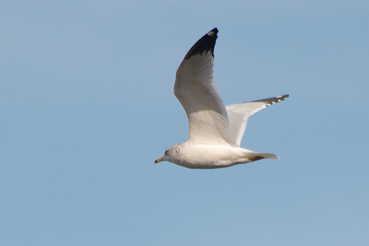 Ring-billed Gull - ML266514741
