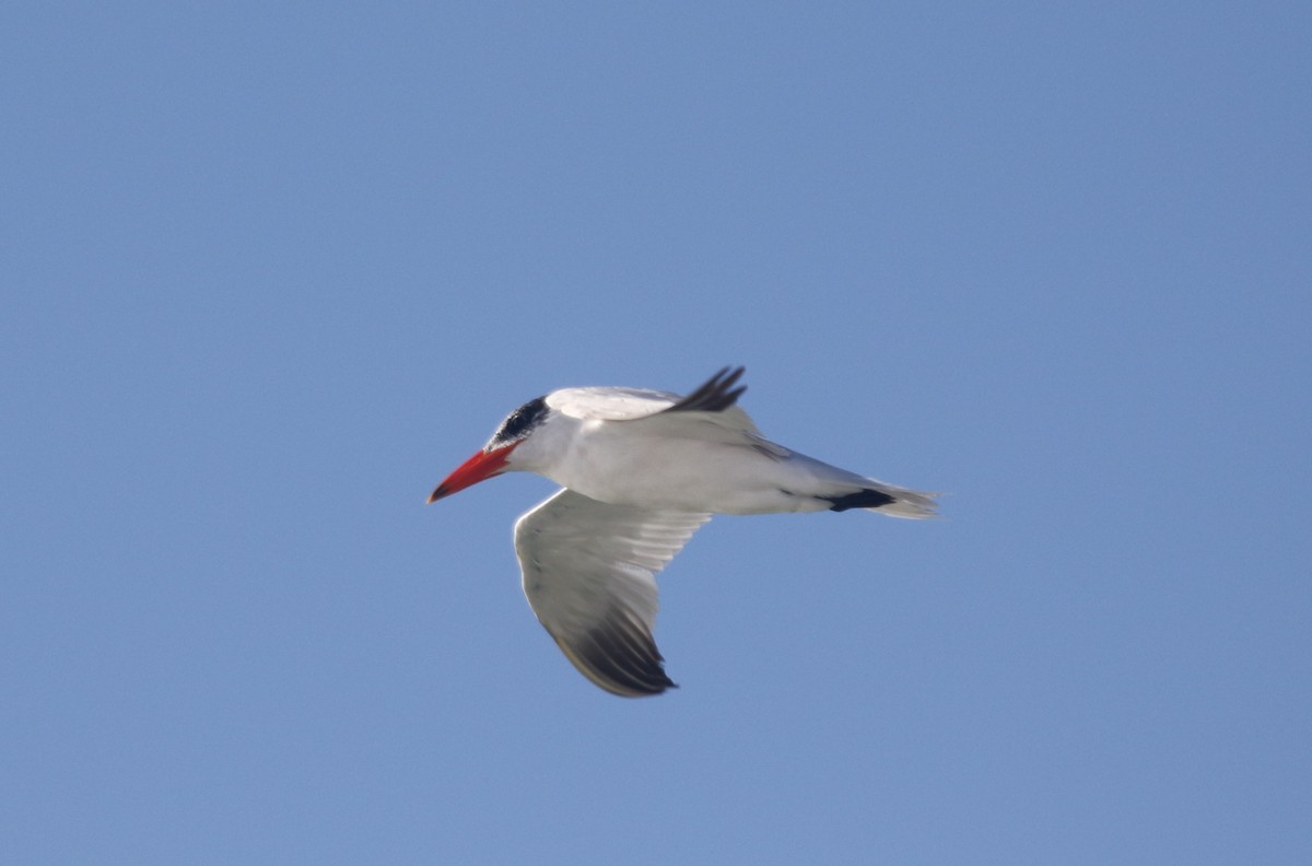 Caspian Tern - ML266515111