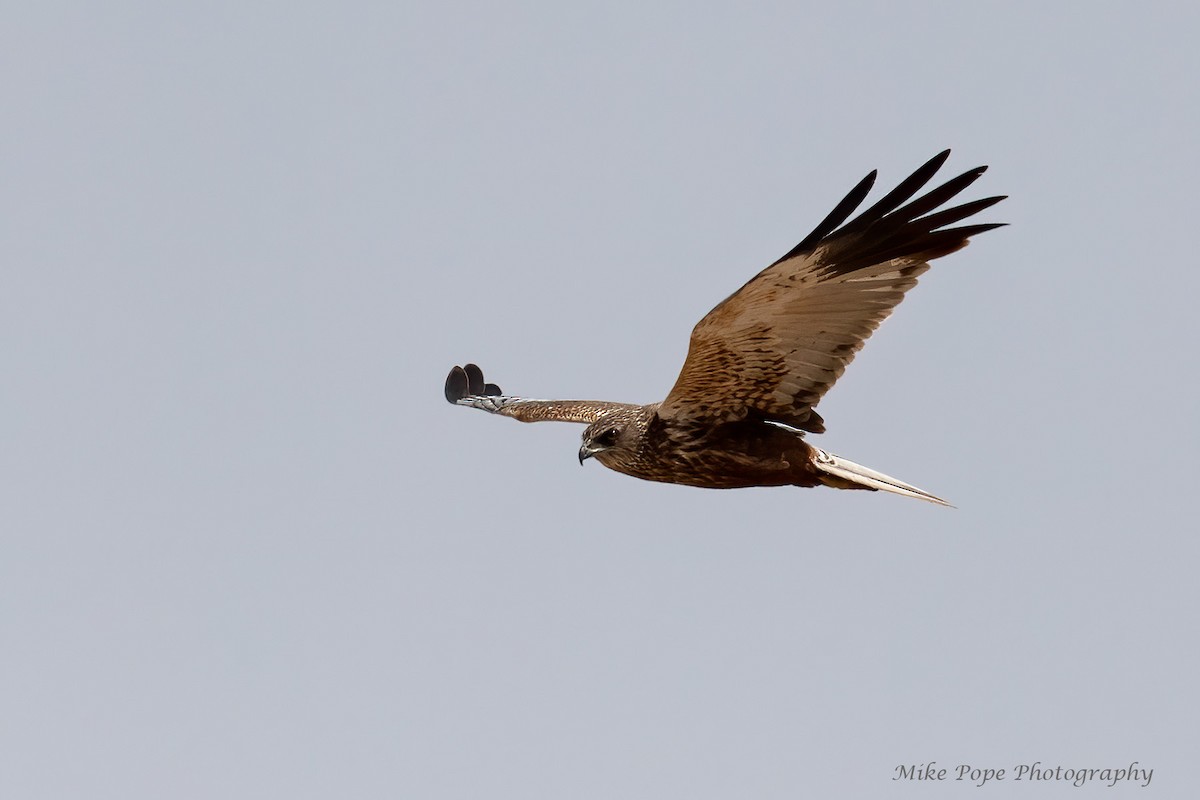 Western Marsh Harrier - ML266516561