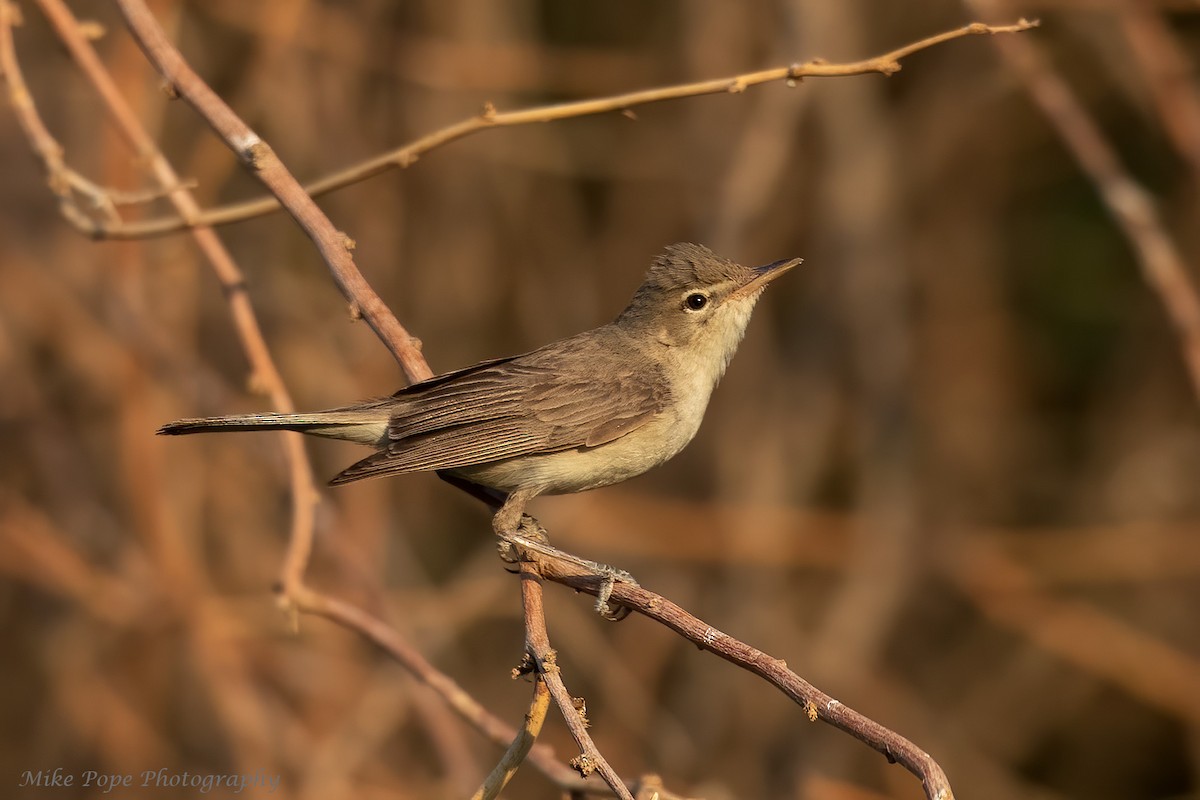 Eastern Olivaceous Warbler - ML266517181