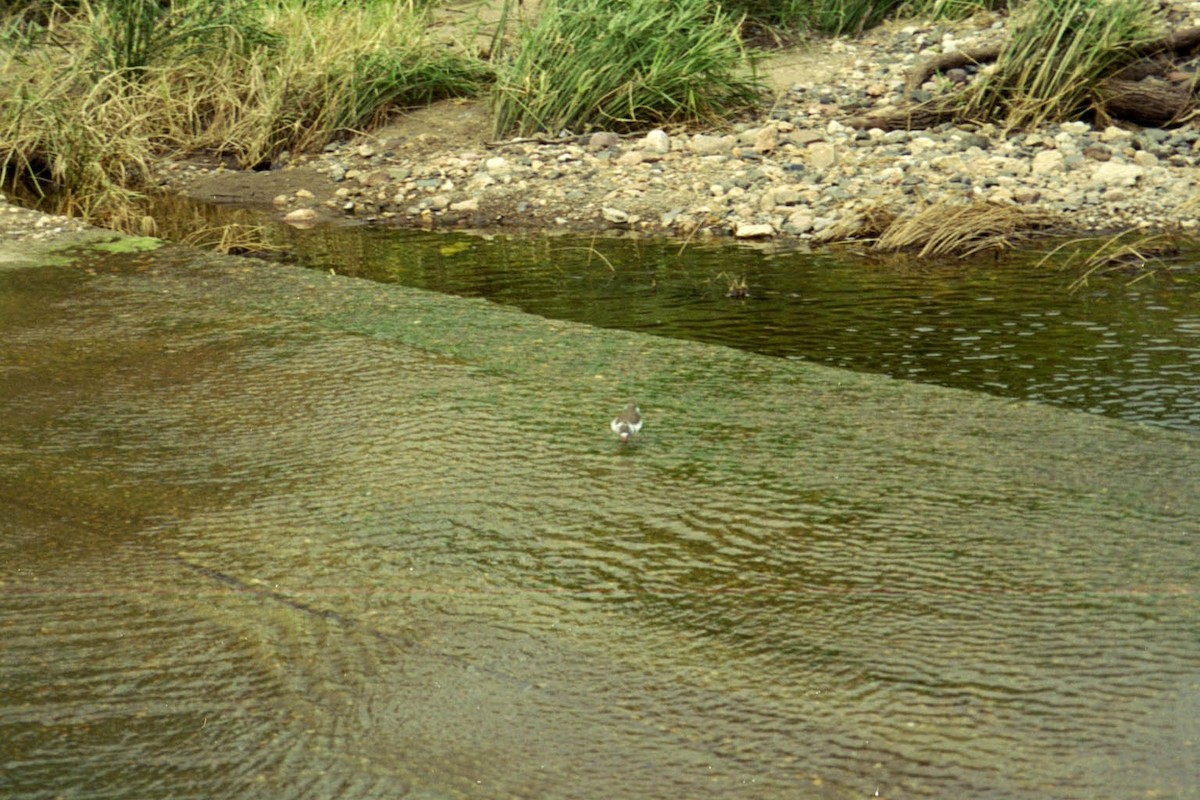 Three-banded Plover - ML266517521