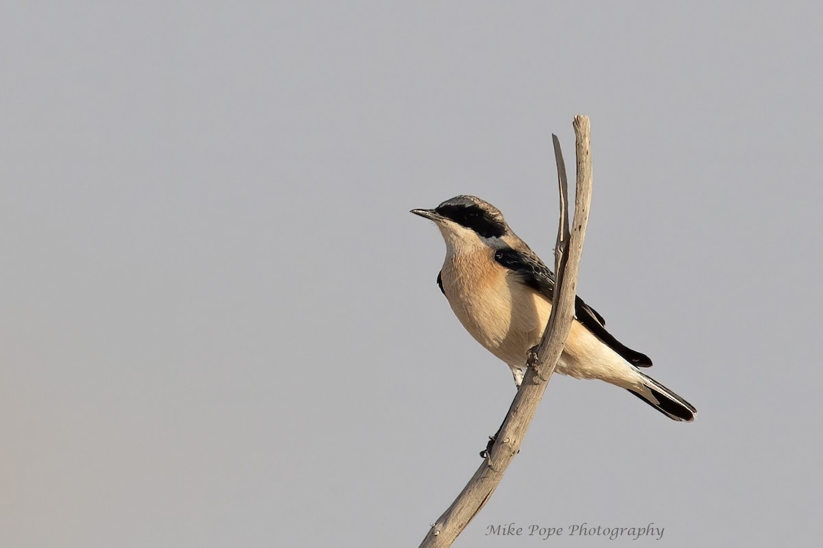 Eastern Black-eared Wheatear - ML266517651