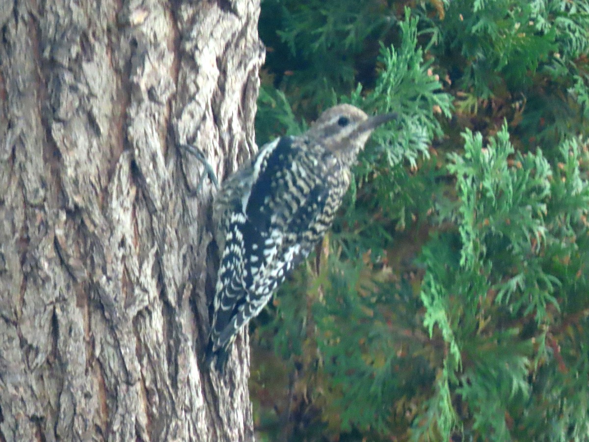 Yellow-bellied Sapsucker - ML266517841