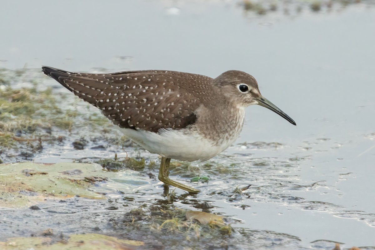 Solitary Sandpiper - Kyle Blaney