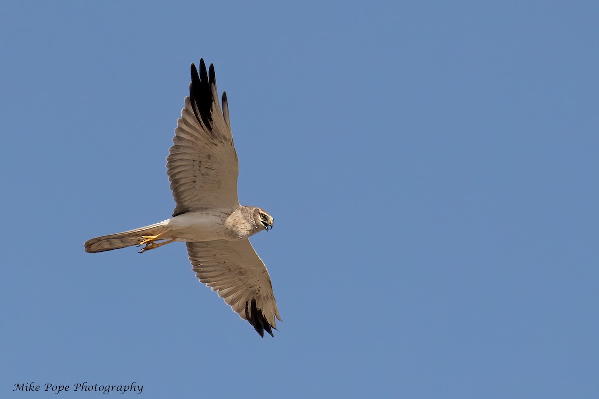 Pallid Harrier - ML266520381