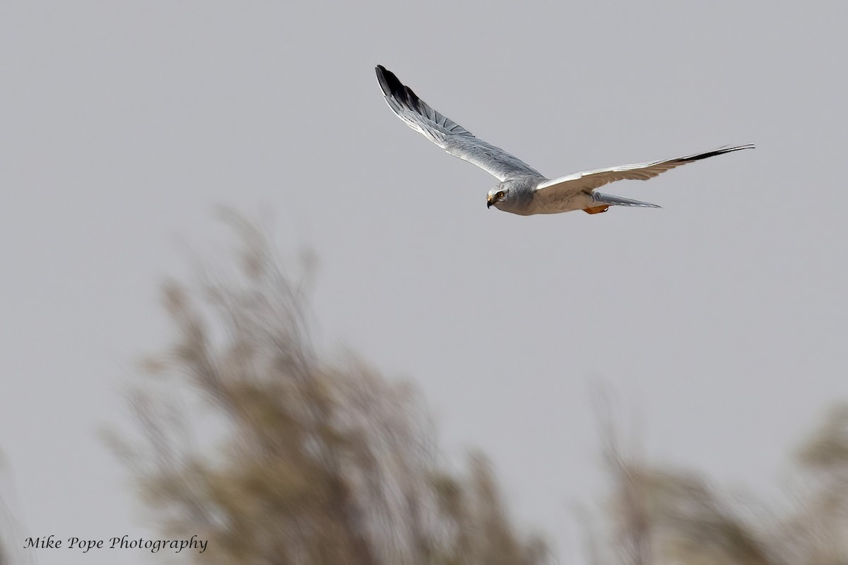 Pallid Harrier - ML266520391