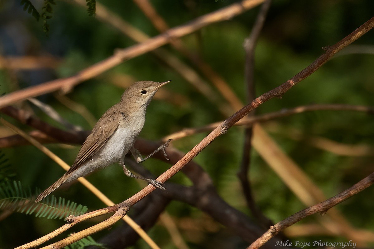 Eastern Olivaceous Warbler - ML266520891