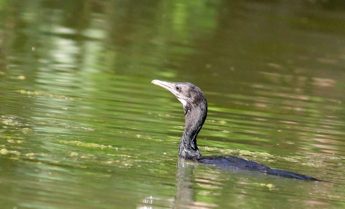 Little Cormorant - CHANDRA BHUSHAN