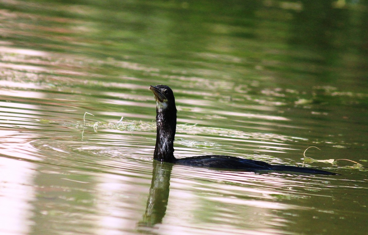 Little Cormorant - CHANDRA BHUSHAN