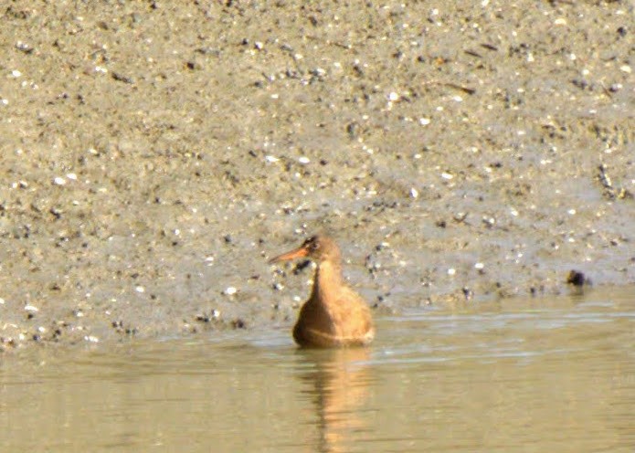 Ridgway's Rail - Valerie Neer