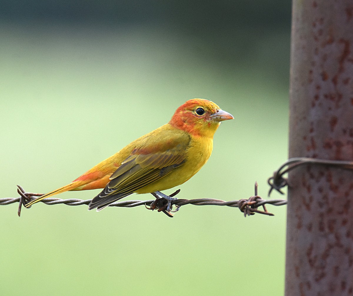 Summer Tanager - Glenn Wyatt