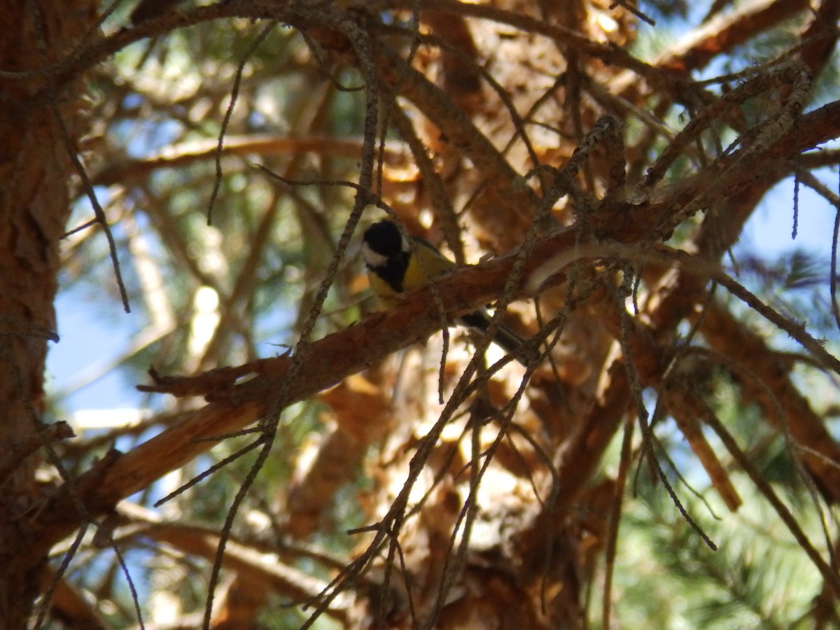 Great Tit - ML266525441