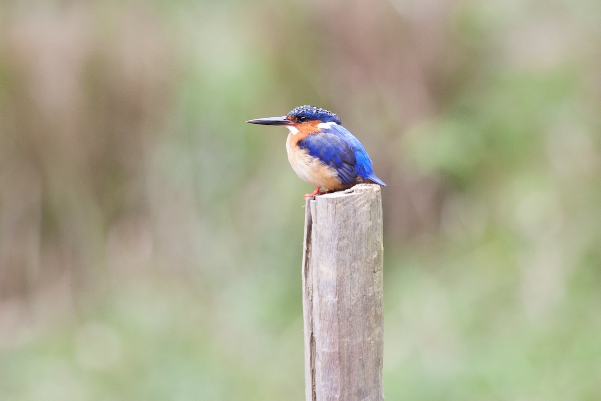 Malagasy Kingfisher - ML266525821