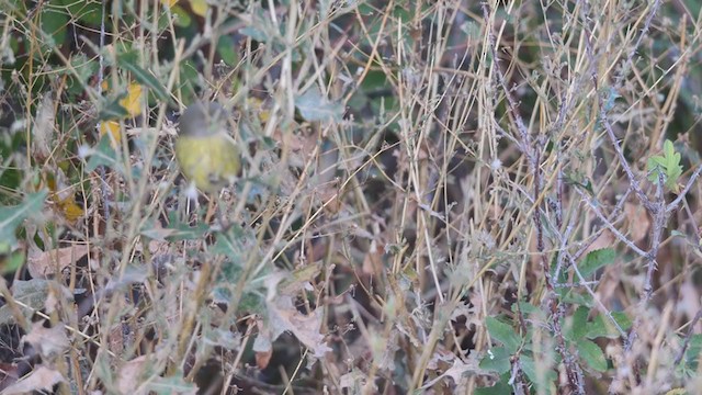 サメズアカアメリカムシクイ（celata／orestera） - ML266526091