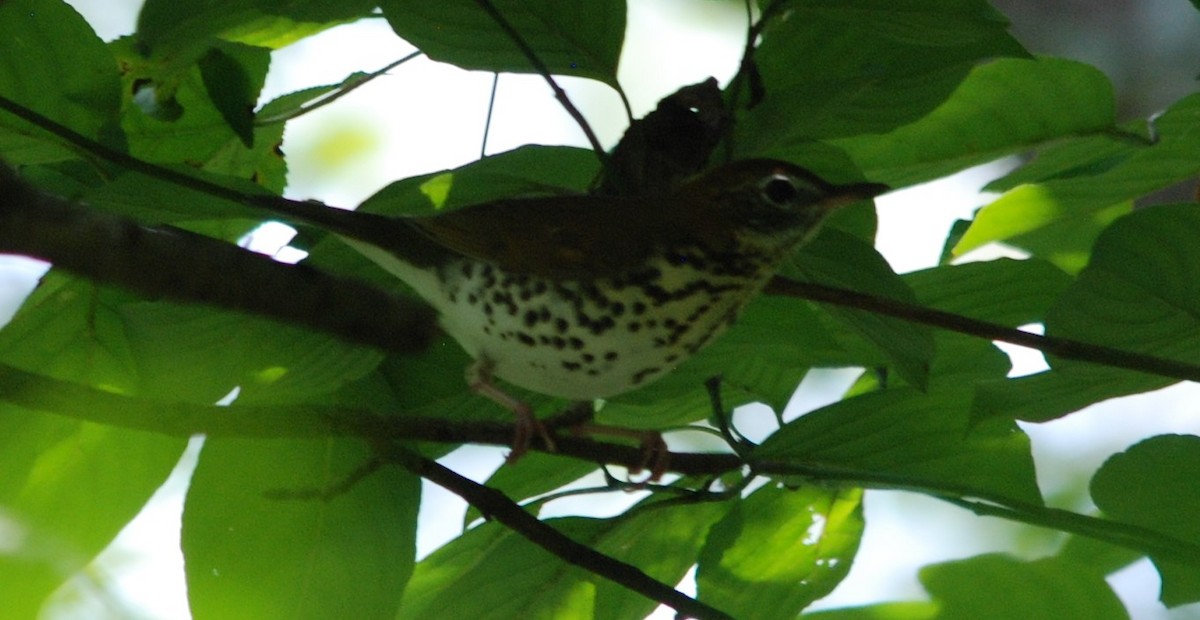 Wood Thrush - ML266526431