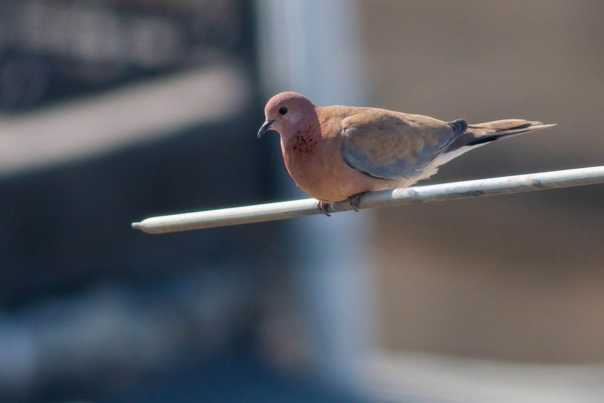 Laughing Dove - ML266526801