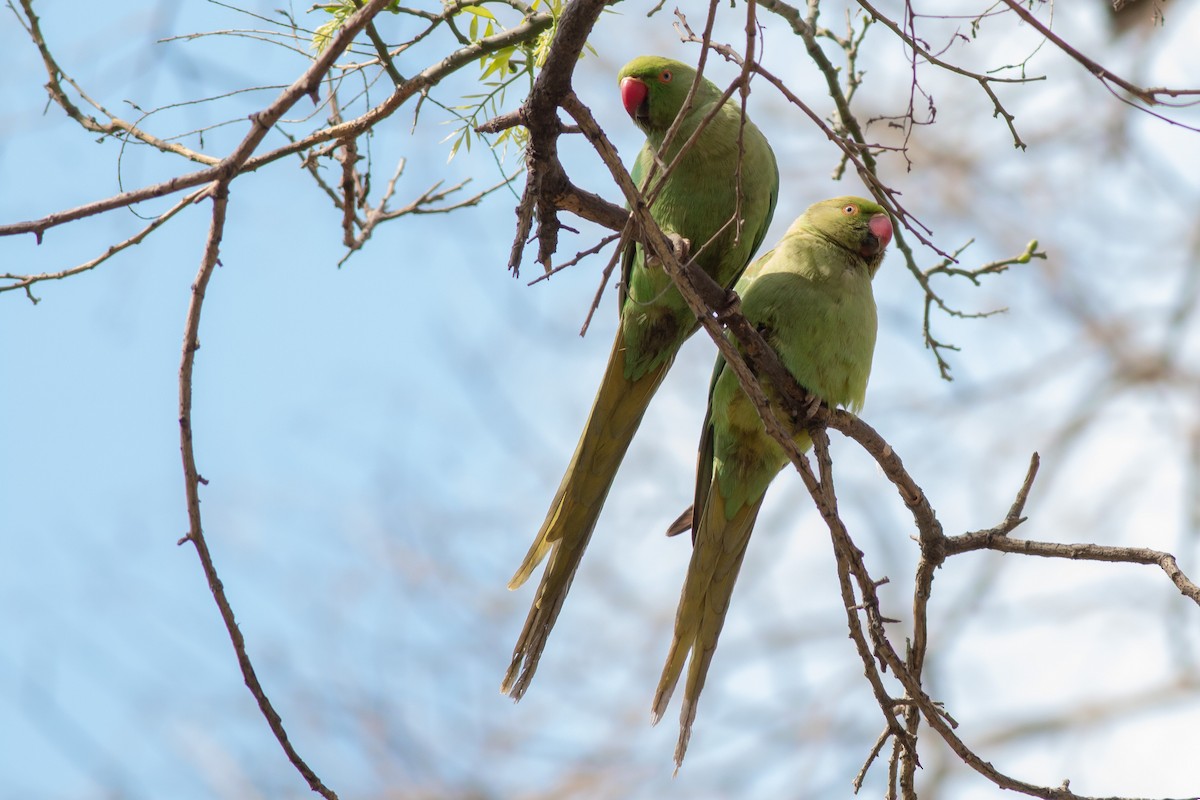 Rose-ringed Parakeet - ML266526961