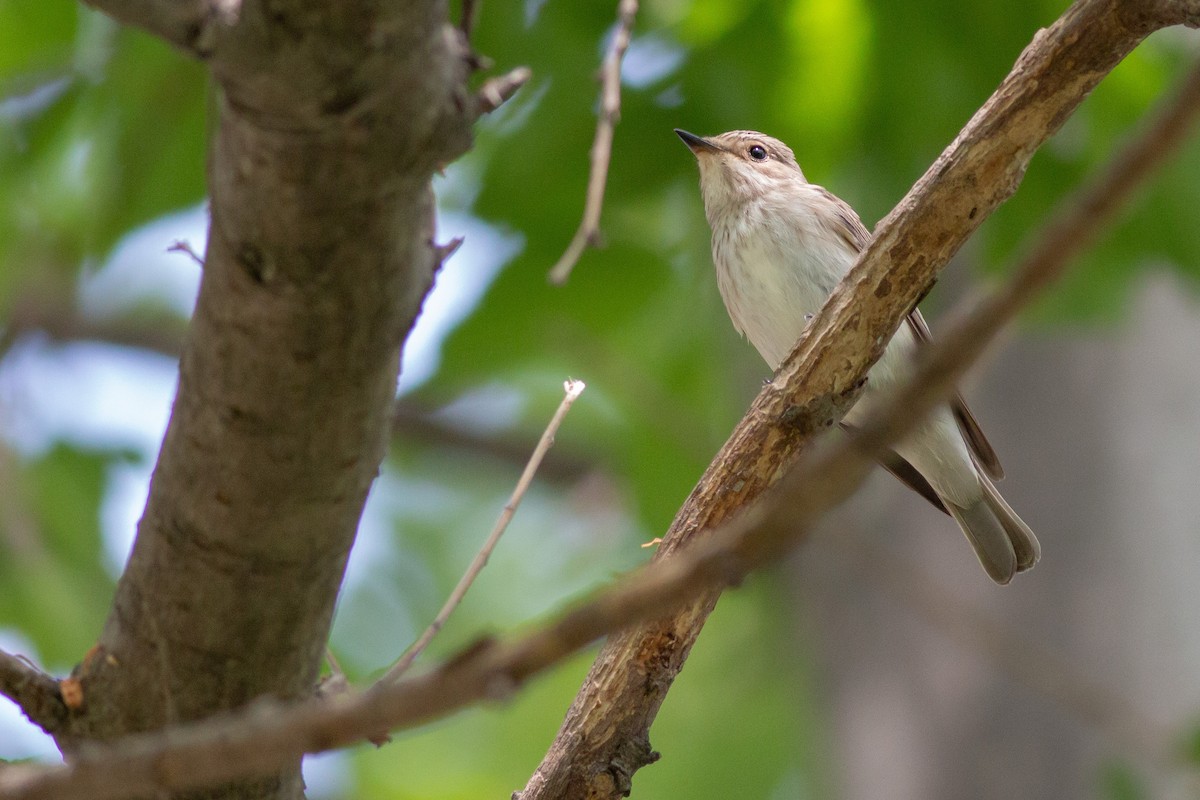 Spotted Flycatcher - ML266527051