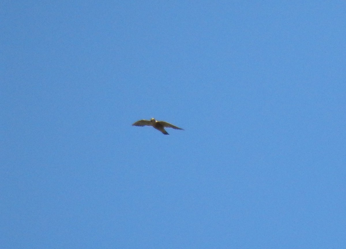 Eurasian Kestrel - Jairo Arroyo