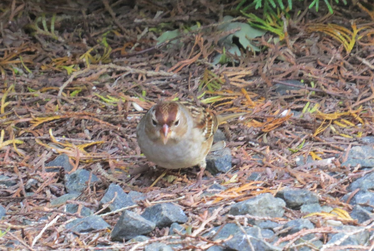 White-crowned Sparrow - ML266527751