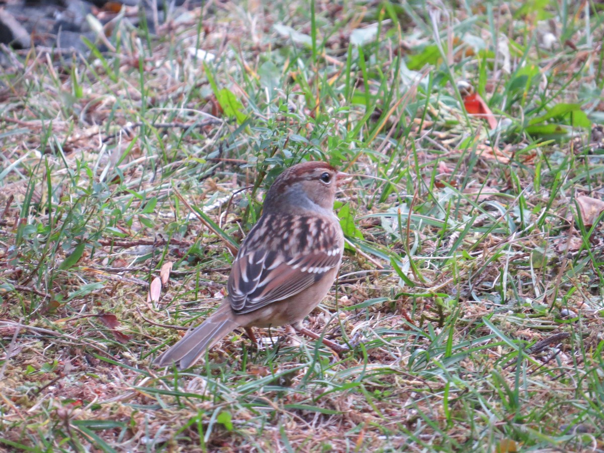 White-crowned Sparrow - ML266528671