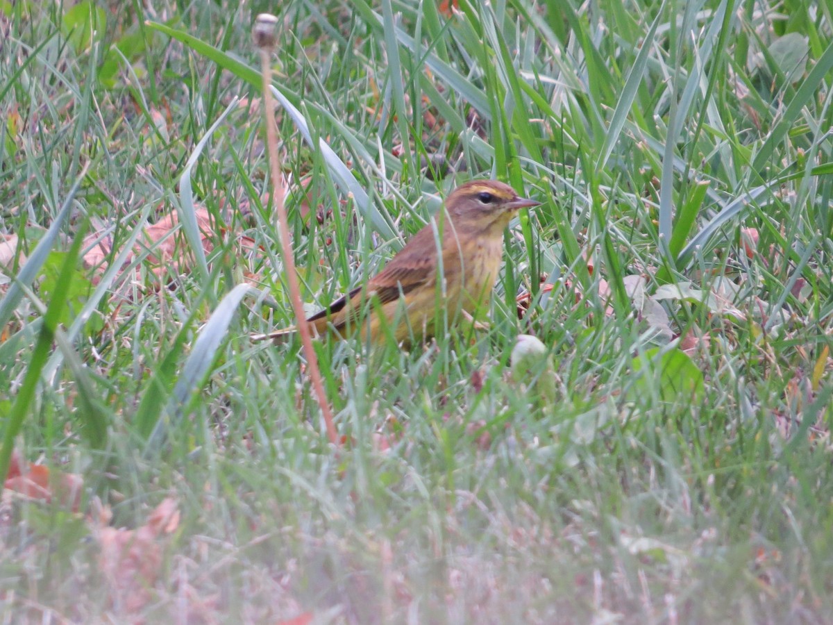 Palm Warbler - ML266528751