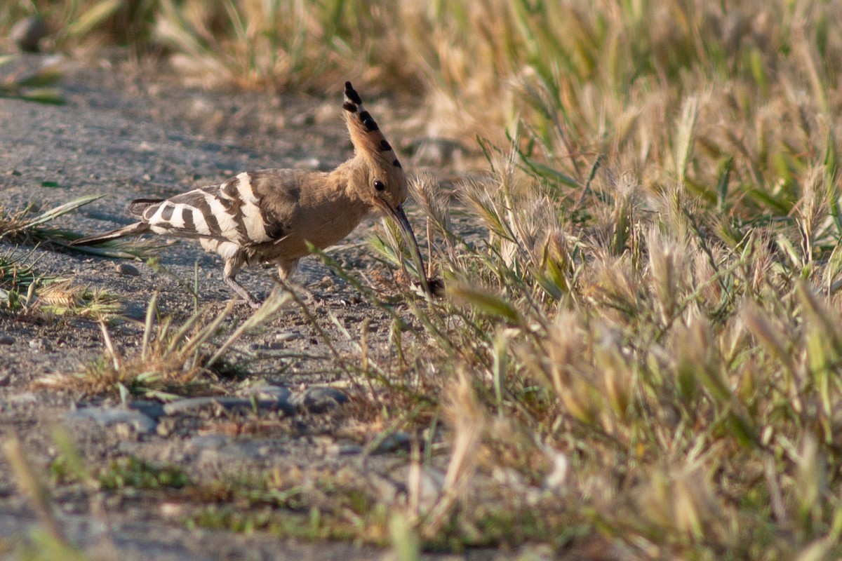 Eurasian Hoopoe - ML266529321
