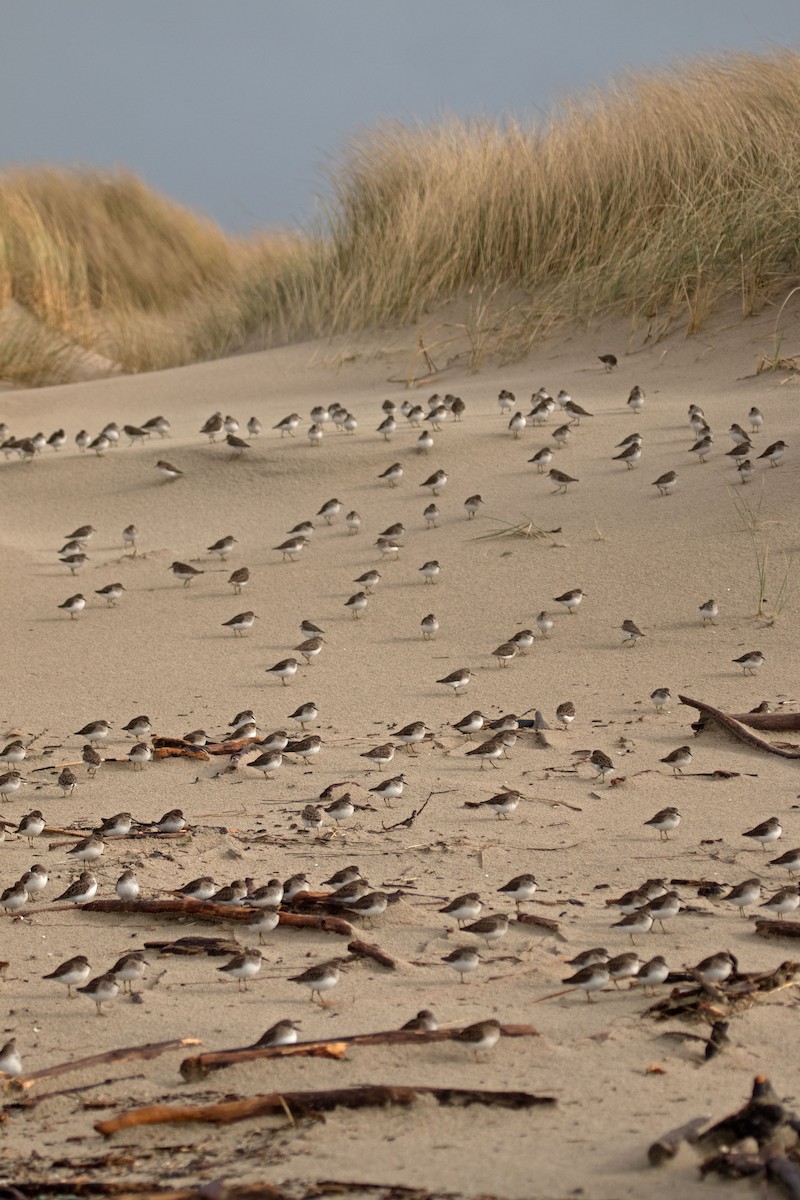 Wiesenstrandläufer - ML26652941