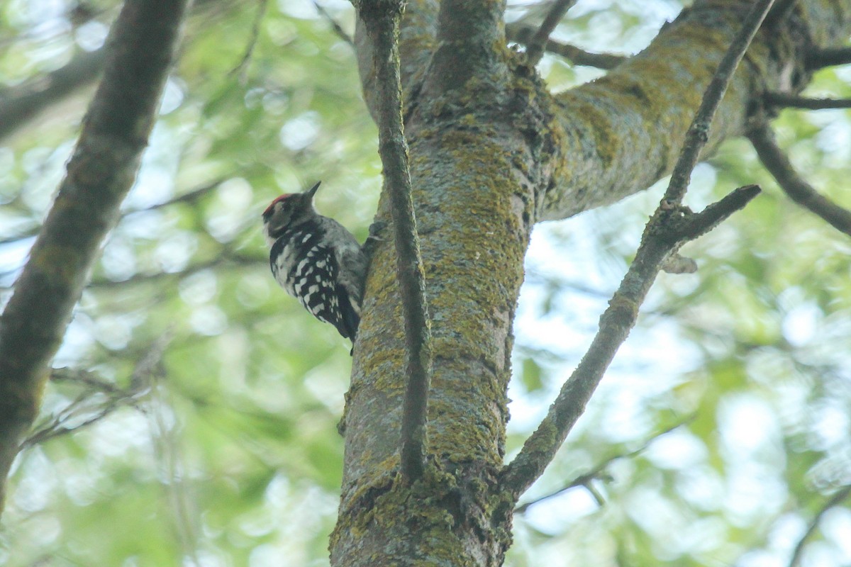 Lesser Spotted Woodpecker - ML266530281