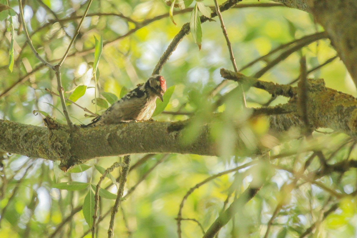 Lesser Spotted Woodpecker - ML266530291