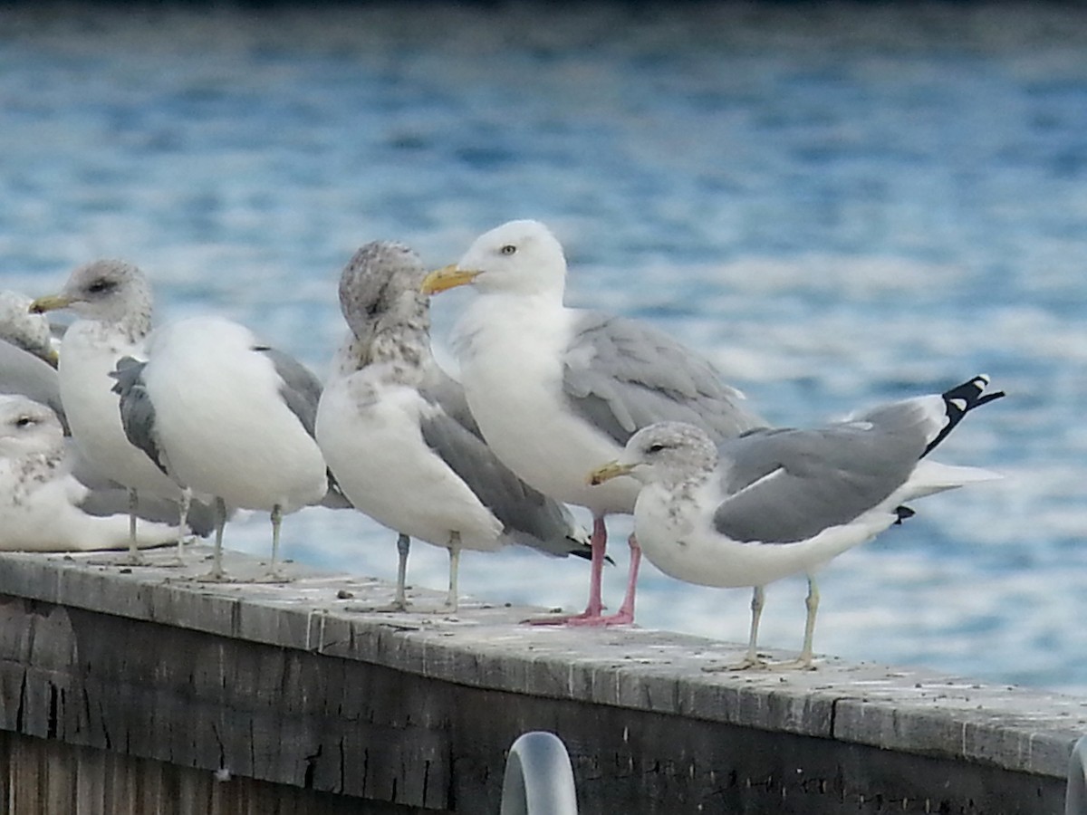 Herring Gull - ML26653611