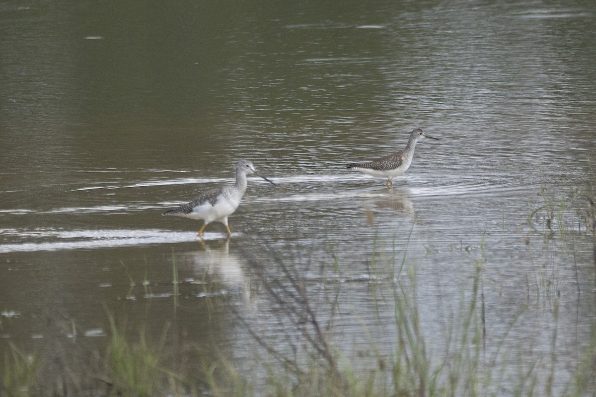 Lesser Yellowlegs - Andy Wraithmell