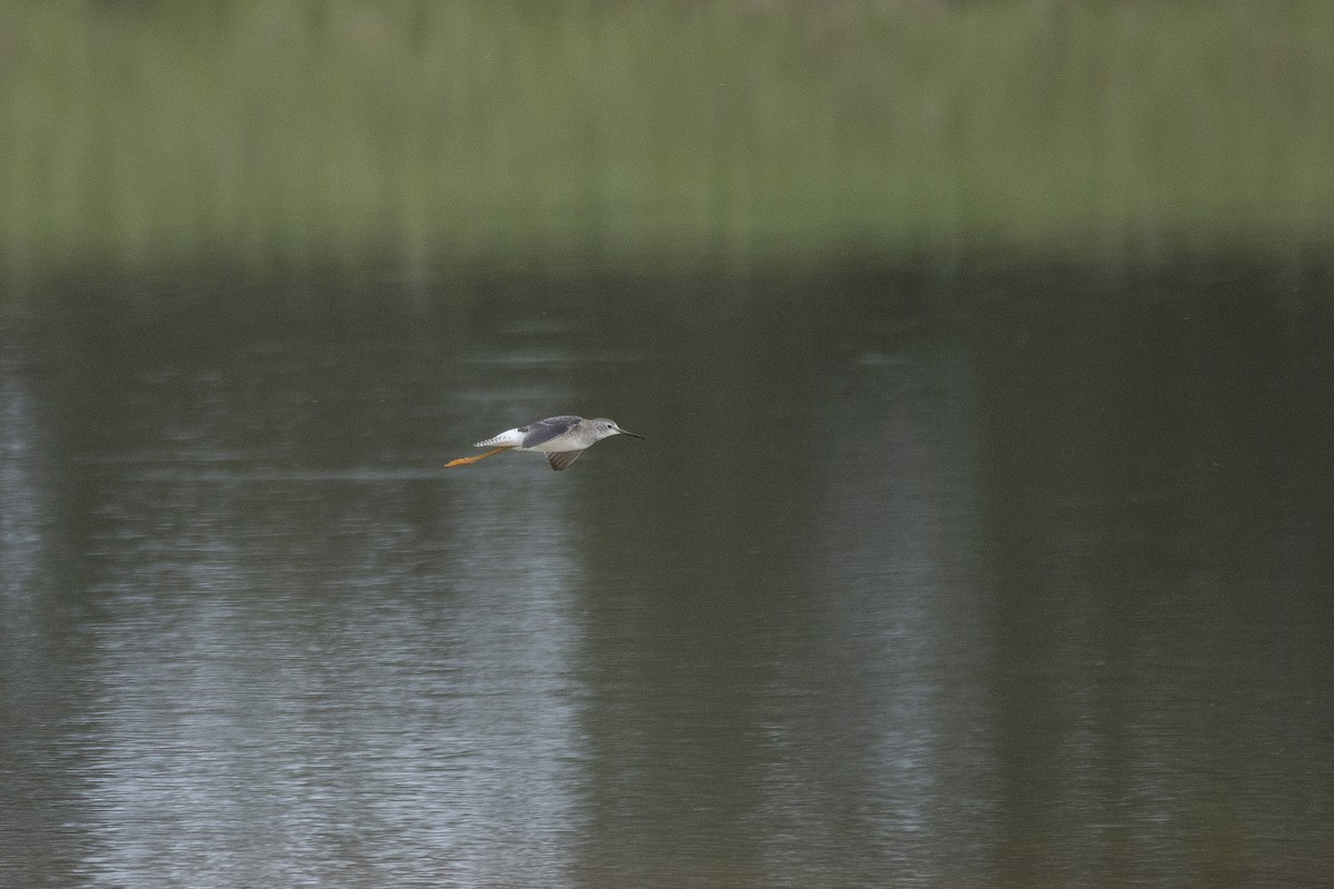 Lesser Yellowlegs - ML266537061