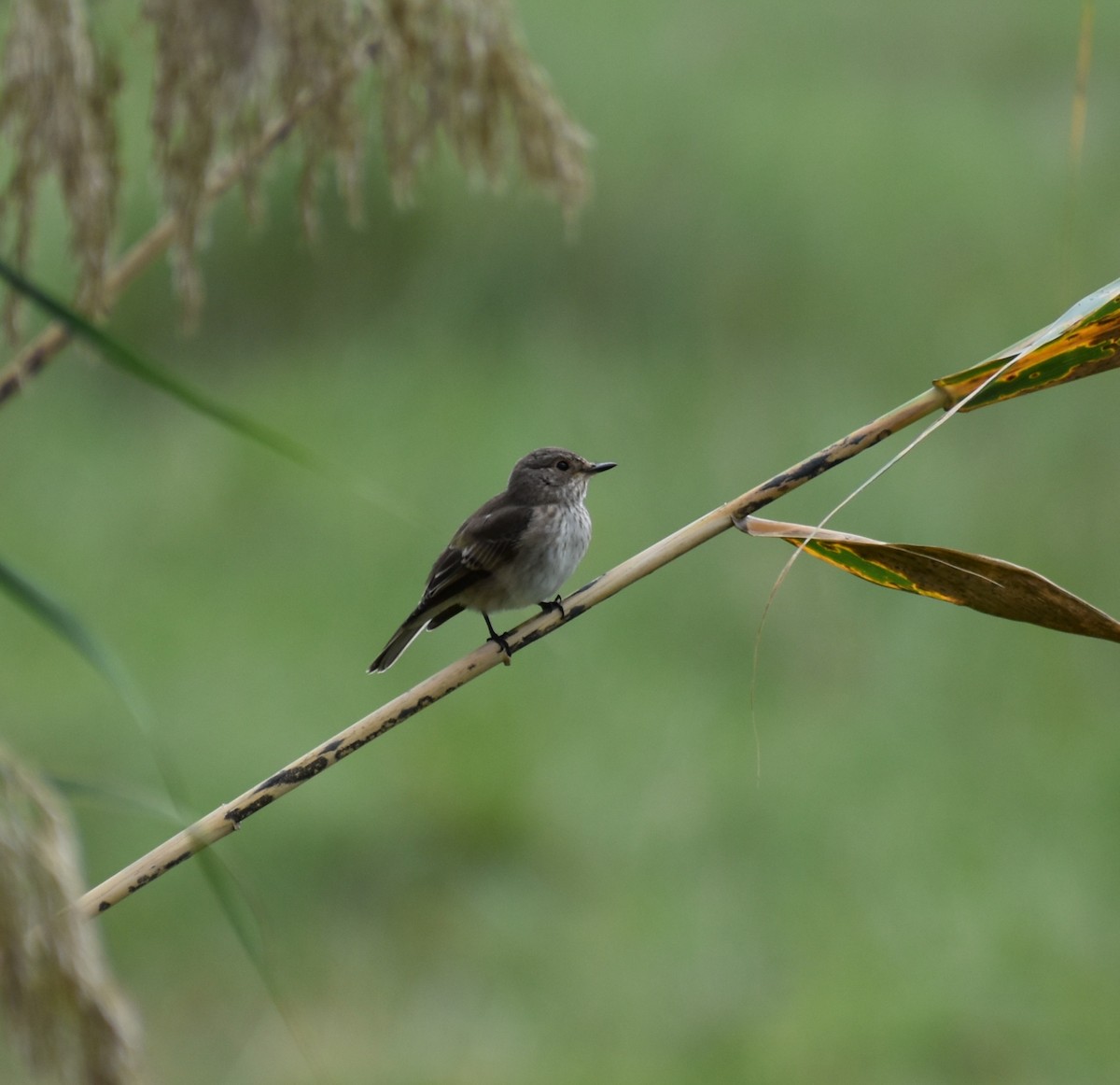 Spotted Flycatcher - Emiliano Ramos