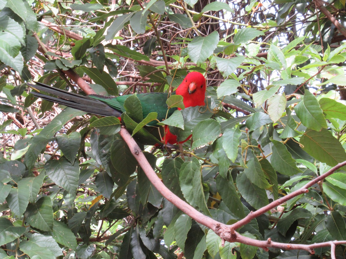 Australian King-Parrot - ML266539131