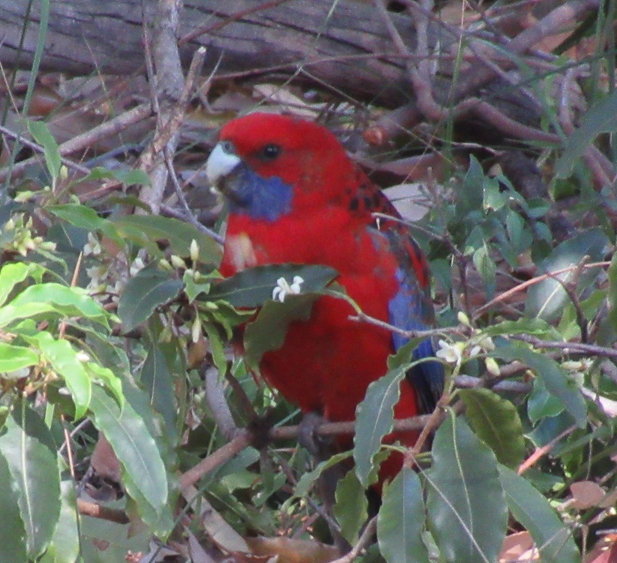 Crimson Rosella - ML266539431