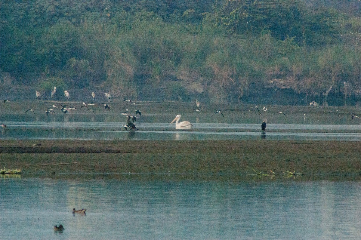 Dalmatian Pelican - ML266539761