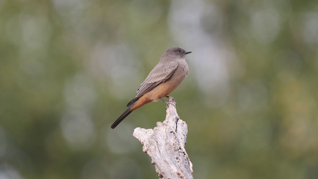 Say's Phoebe - ML266539971