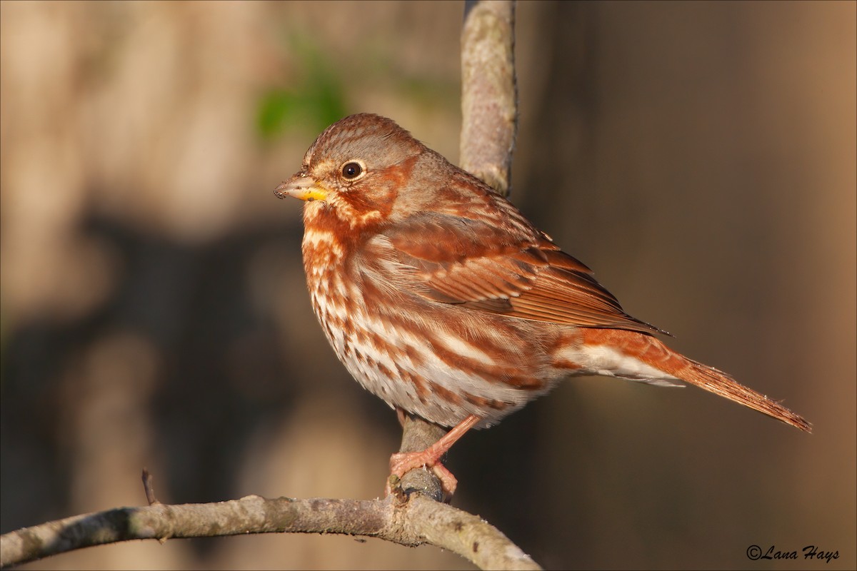 Fox Sparrow - Lana Hays