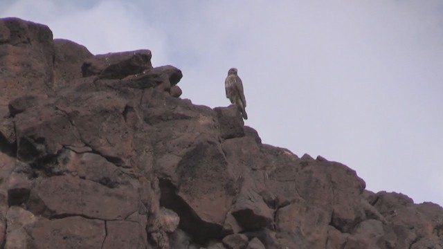 Common Buzzard (Canary Is.) - ML266542061