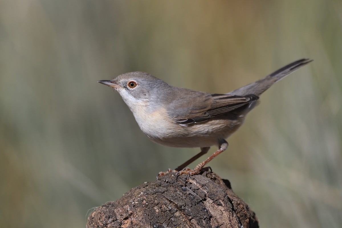 Curruca Carrasqueña Occidental - ML266542441