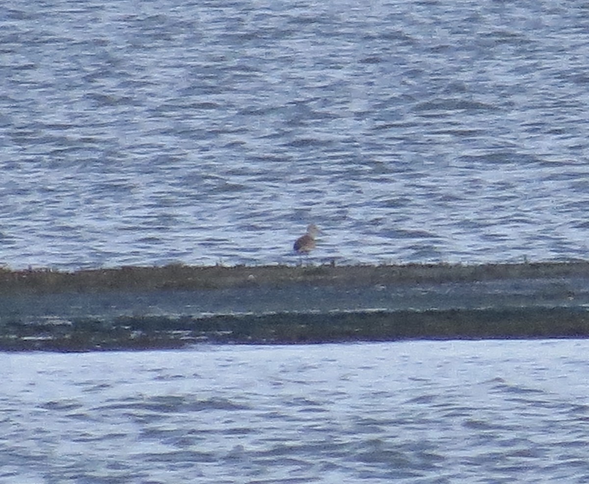 Hudsonian Godwit - ML266546271